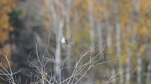 Scissor-tailed Flycatcher - ML630489700