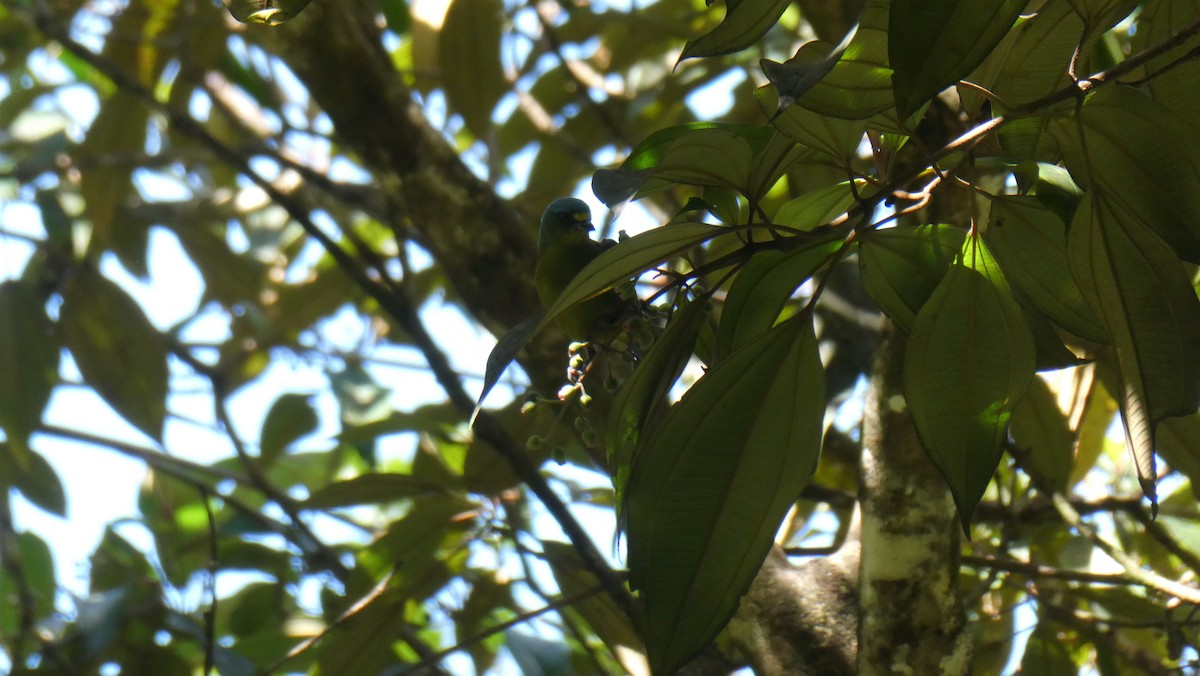 Lesser Antillean Euphonia - ML630489778
