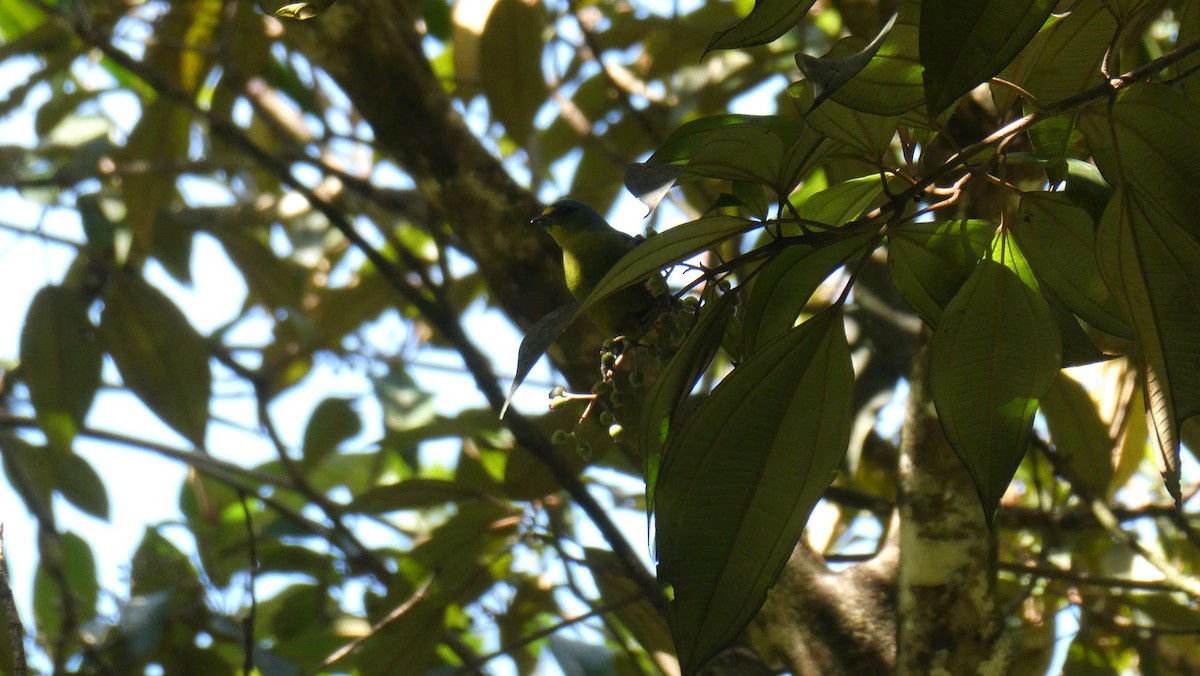 Lesser Antillean Euphonia - ML630489779