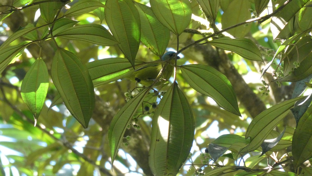 Lesser Antillean Euphonia - ML630489780