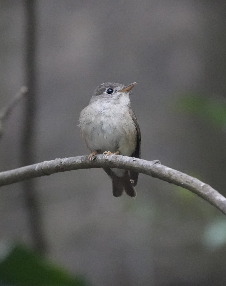 Brown-breasted Flycatcher - ML630489890