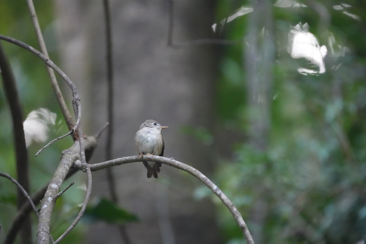 Brown-breasted Flycatcher - ML630489891