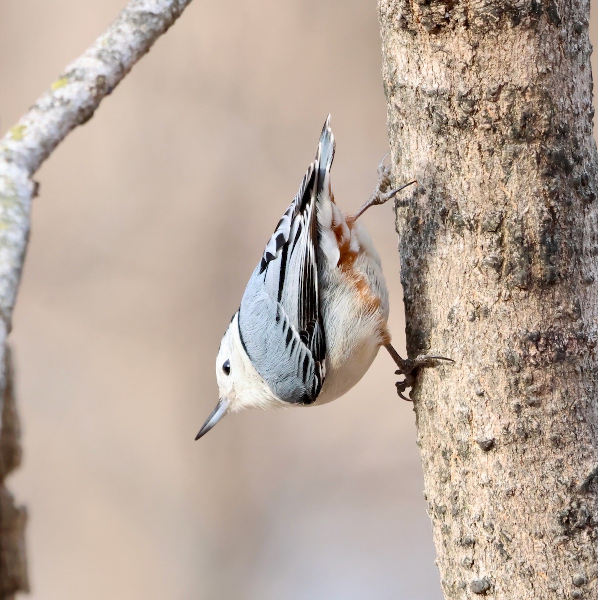 White-breasted Nuthatch - ML630490133