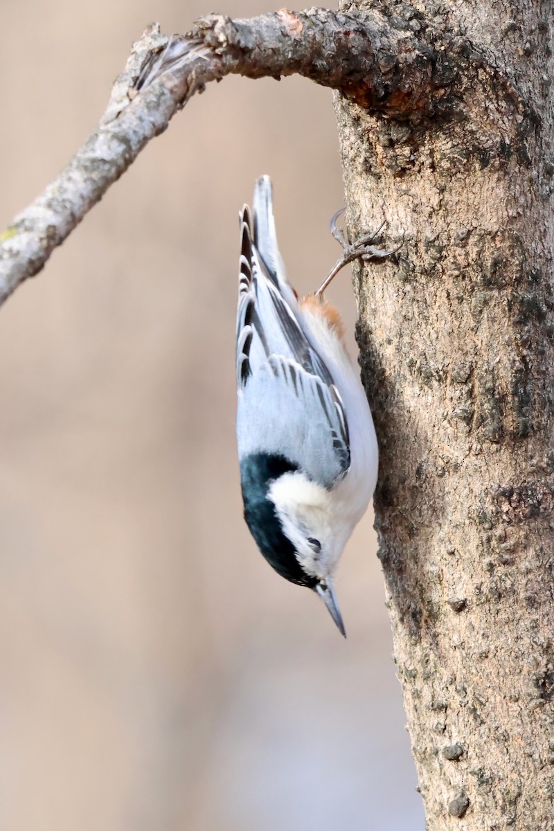 White-breasted Nuthatch - ML630490134