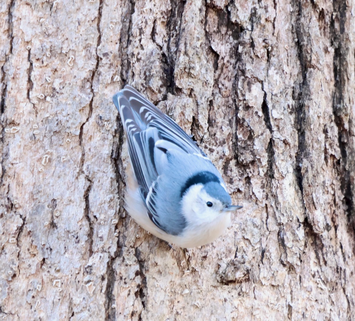 White-breasted Nuthatch - ML630490135