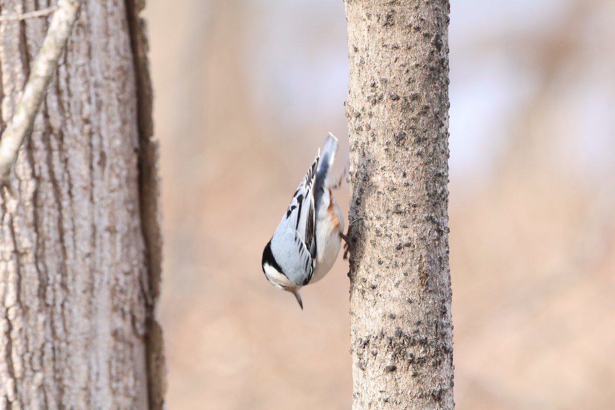 White-breasted Nuthatch - ML630490136