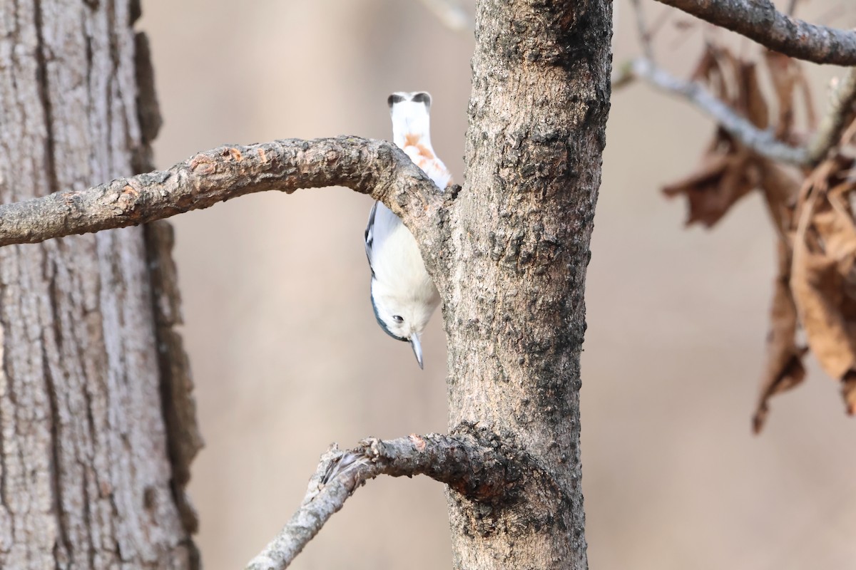 White-breasted Nuthatch - ML630490137