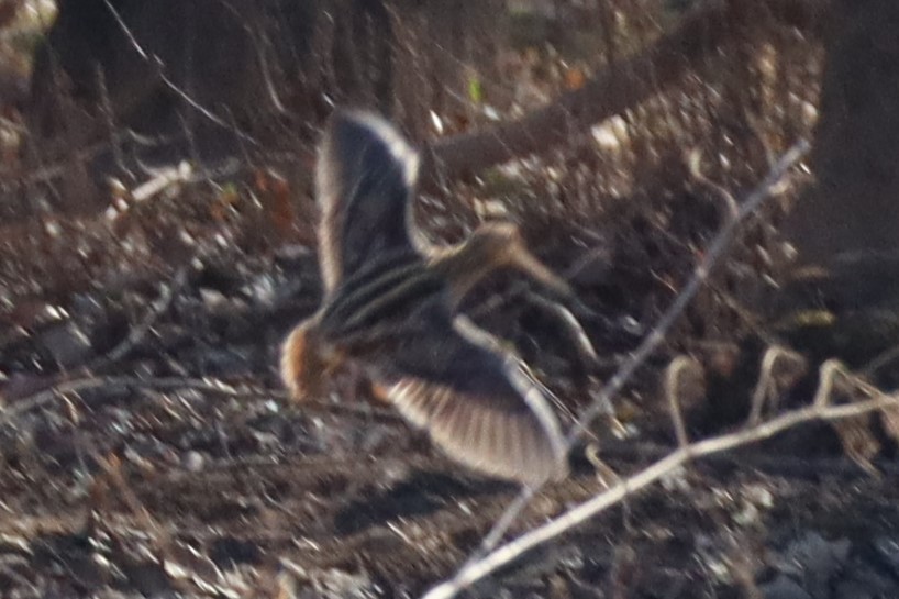 Wilson's Snipe - ML630490321