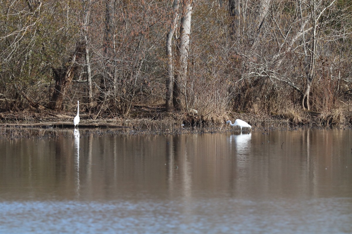 Great Egret - ML630490329
