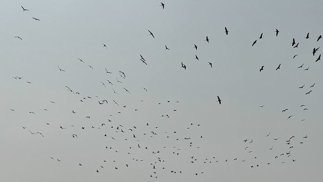 Demoiselle Crane - ML630490356