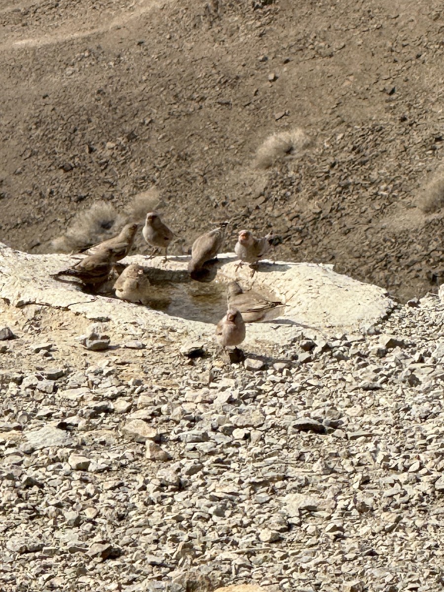 Trumpeter Finch - ML630490398