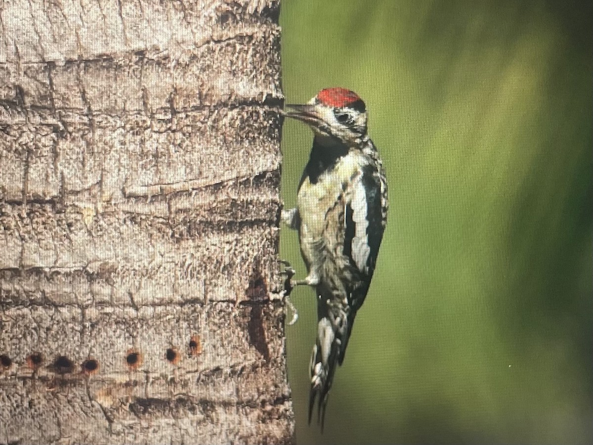 Yellow-bellied Sapsucker - ML630490411