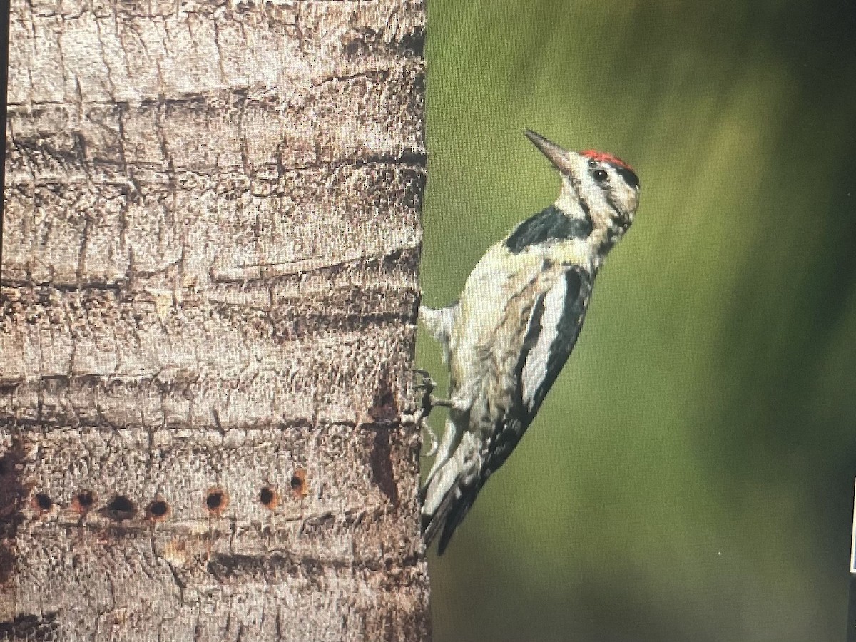 Yellow-bellied Sapsucker - ML630490412