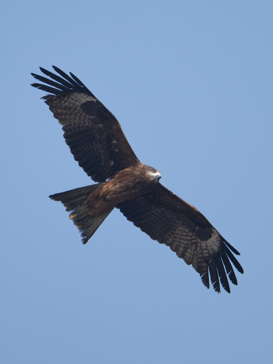 Сохор элээ - ML630490487