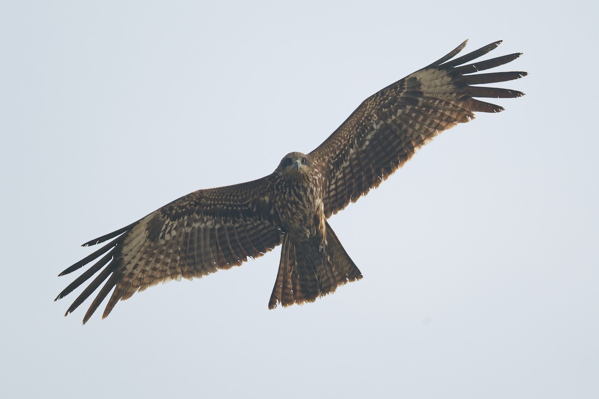 Сохор элээ - ML630490491