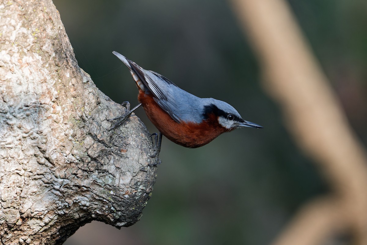 Chestnut-bellied Nuthatch - ML630490502