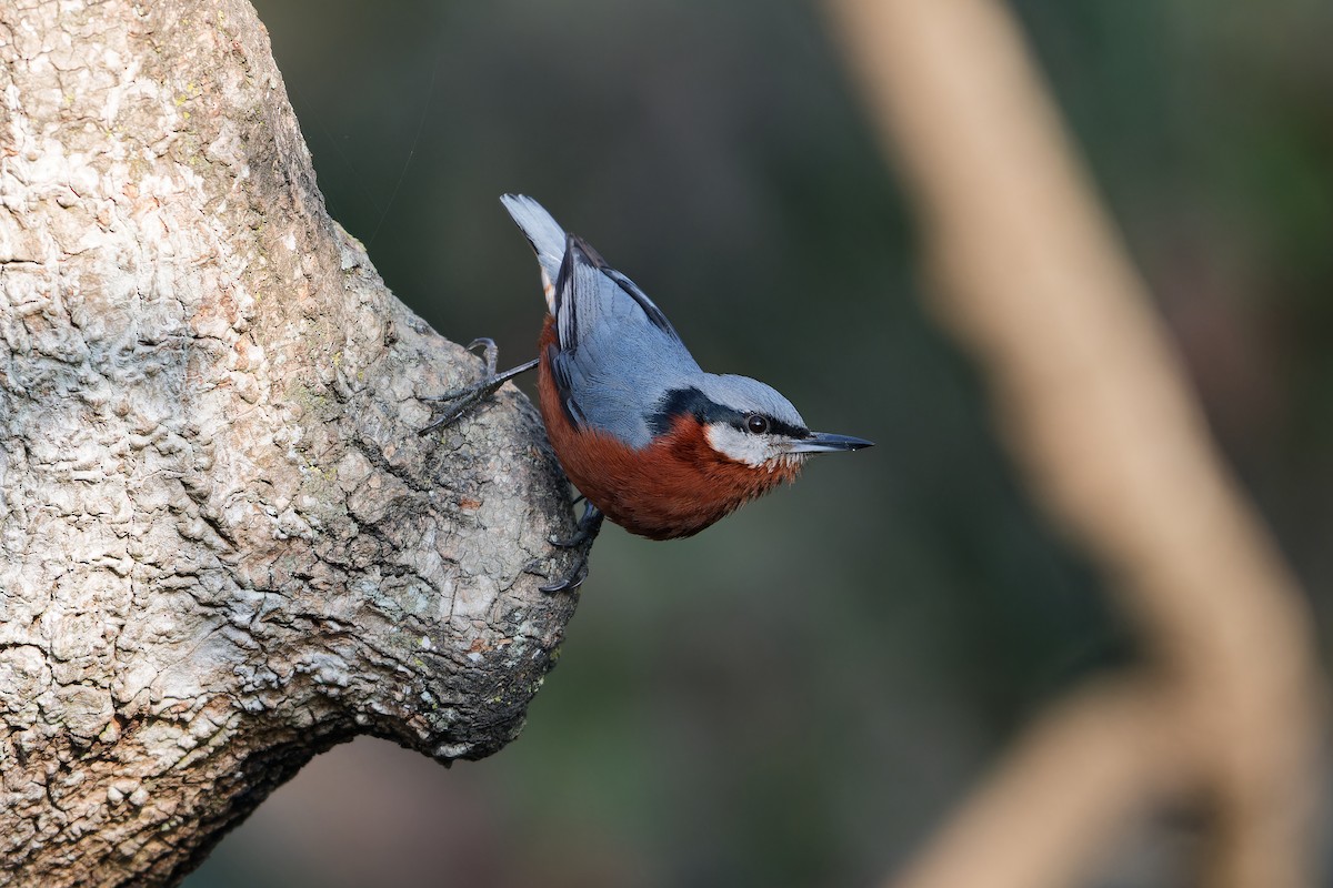 Chestnut-bellied Nuthatch - ML630490503