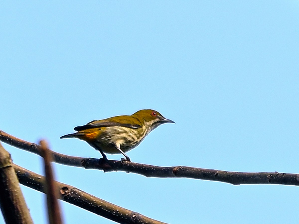 Yellow-vented Flowerpecker - ML630490718