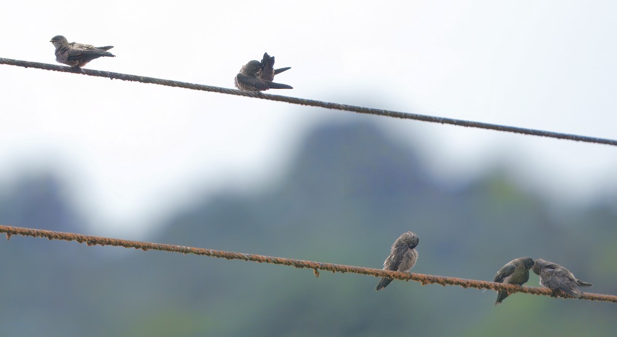 Blue-and-white Swallow - ML630490774