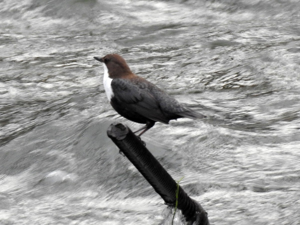 White-throated Dipper - ML630490955