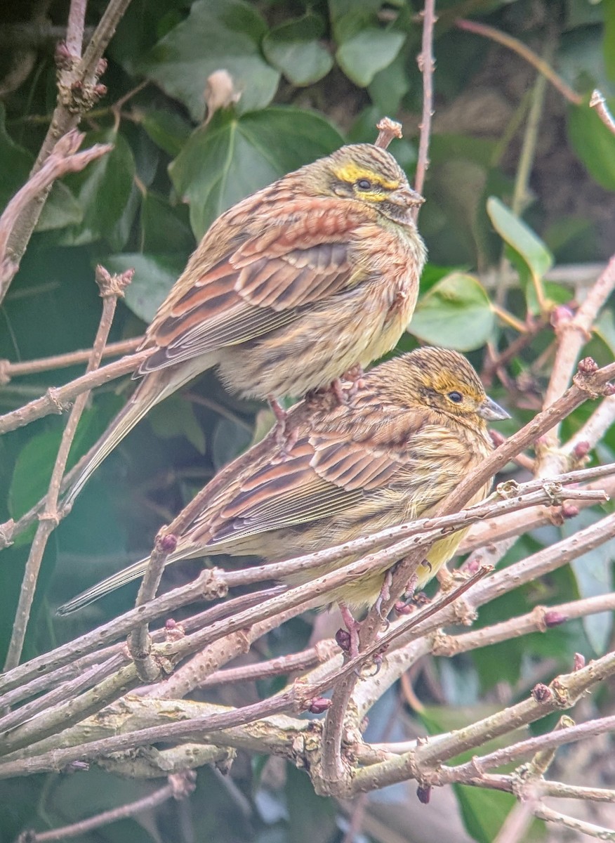 Cirl Bunting - ML630490977