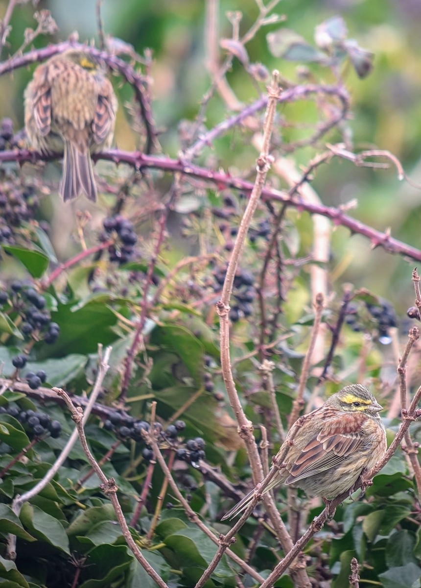 Cirl Bunting - ML630490987