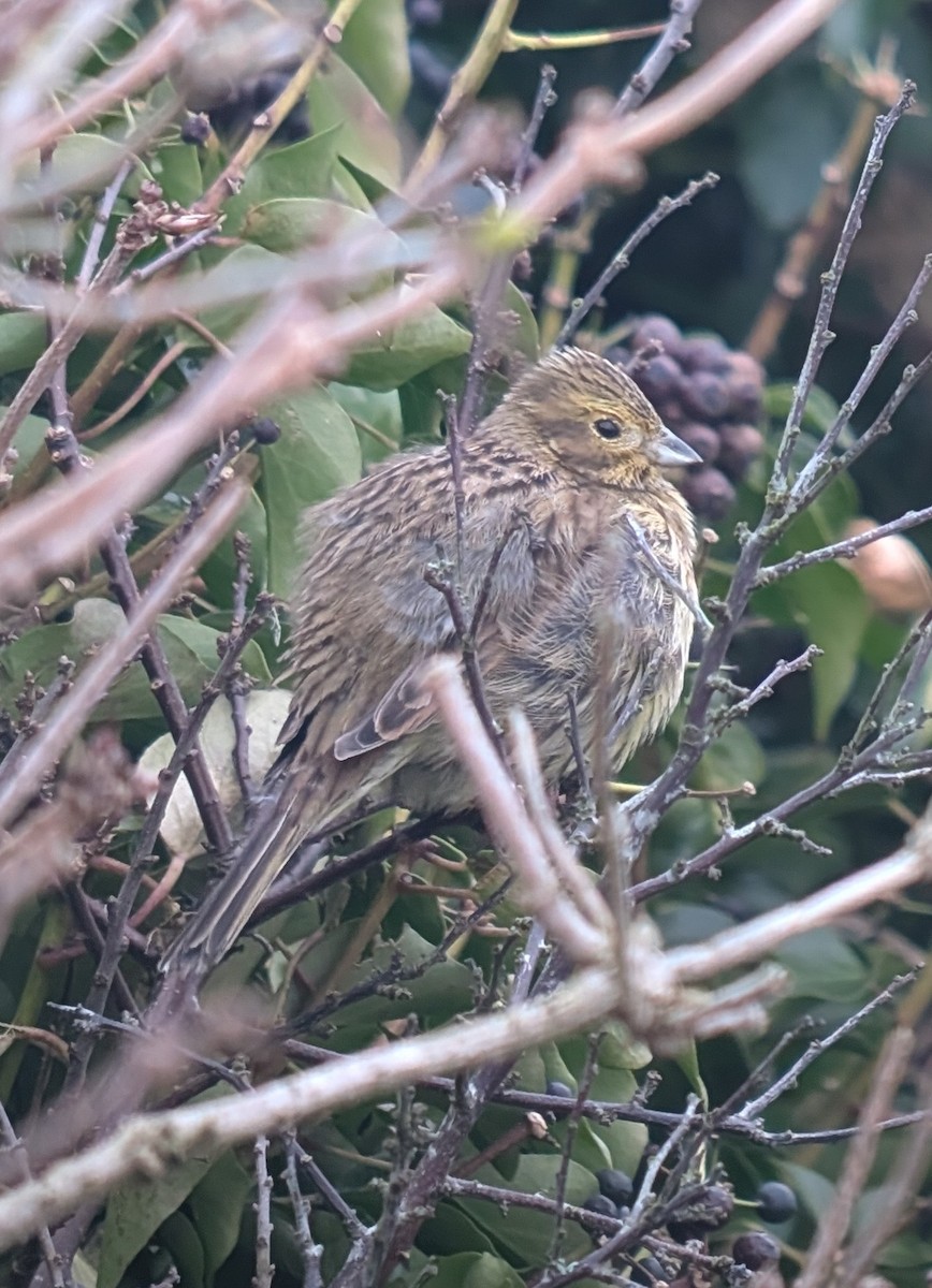 Cirl Bunting - ML630490993