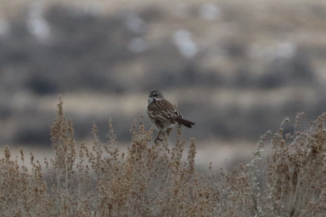 Sagebrush Sparrow - ML630491143