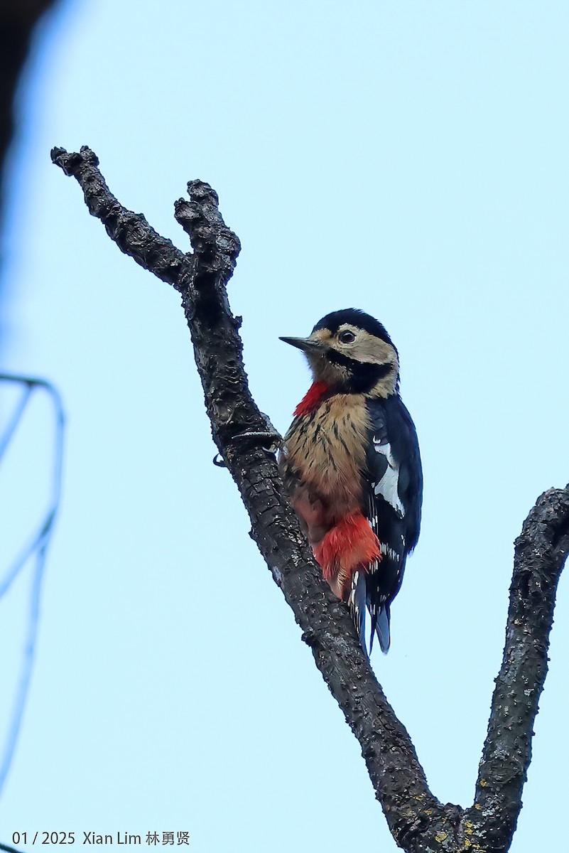 Necklaced Woodpecker - ML630491145