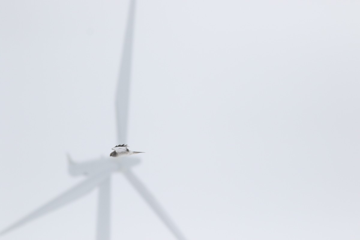 moták severoamerický - ML630491260