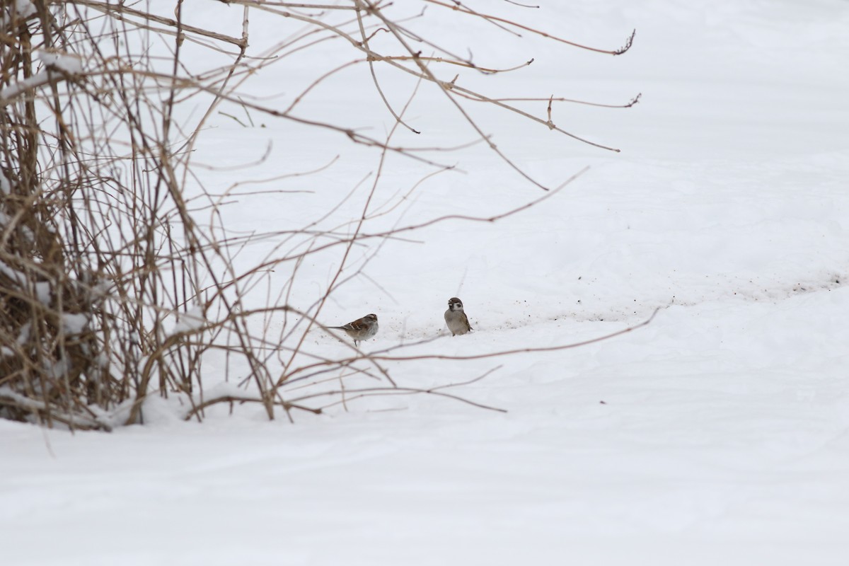 vrabec polní - ML630491284