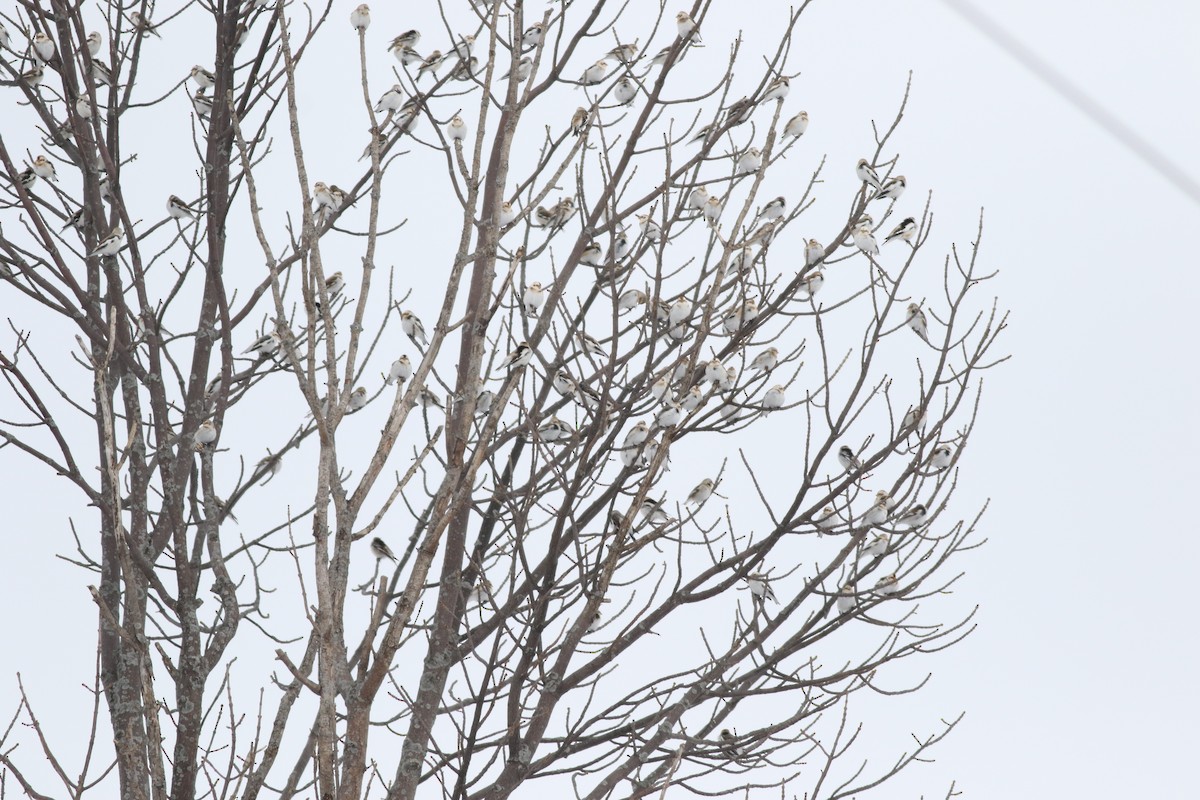 sněhule severní - ML630491322