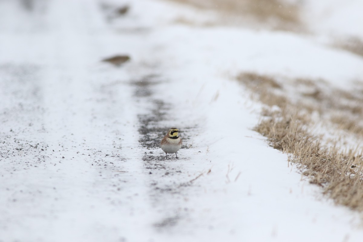 skřivan ouškatý - ML630491329