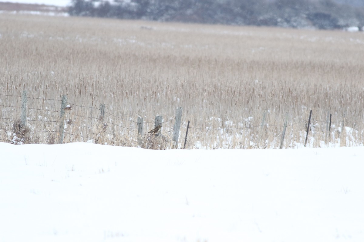 kalous pustovka - ML630491332