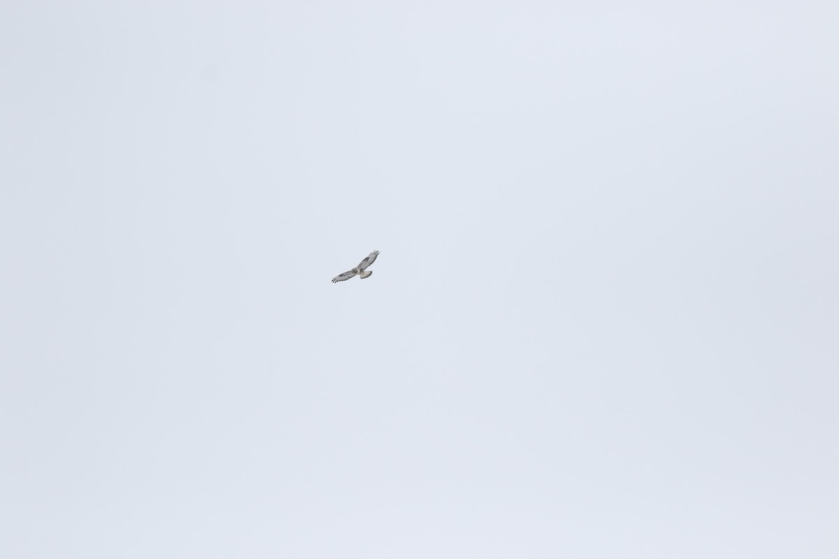 káně rousná - ML630491339