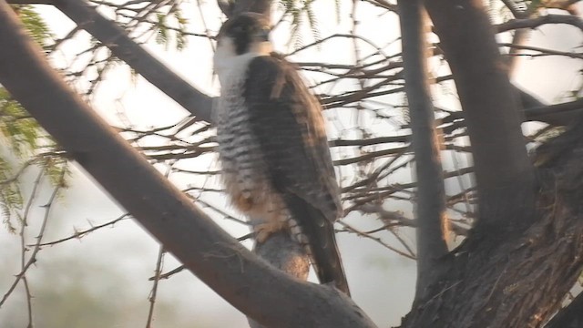 Peregrine Falcon (Tundra) - ML630491553
