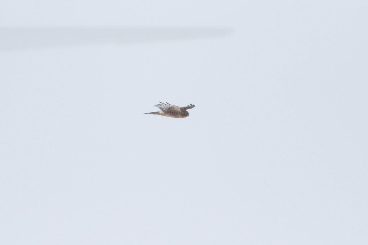 moták severoamerický - ML630491745