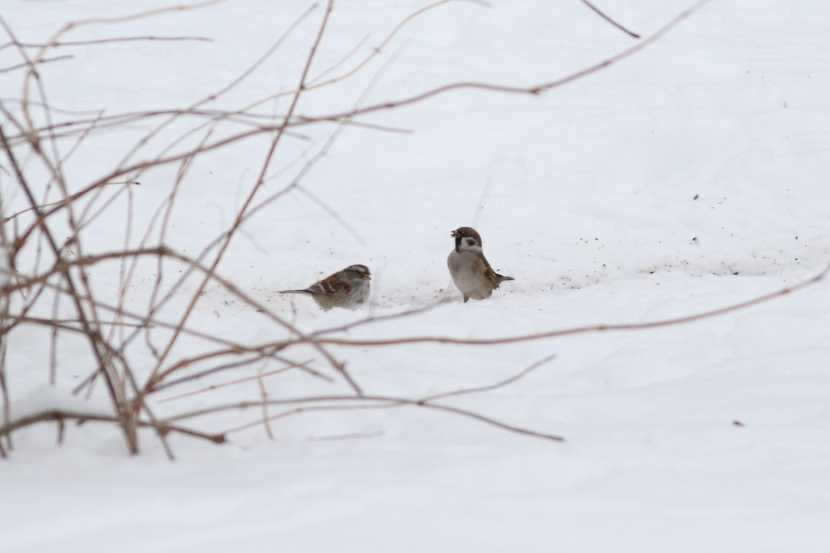 vrabec polní - ML630491790