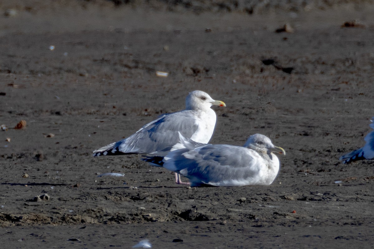 Iceland Gull (Thayer's) - ML630491974