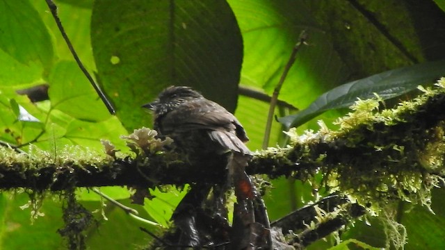 Black-streaked Puffbird - ML630492032