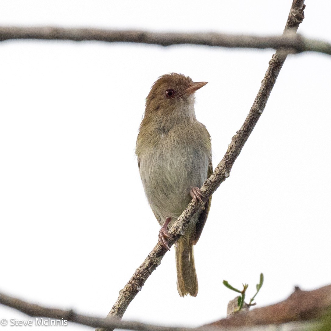 Brown-headed Greenlet - ML630492096