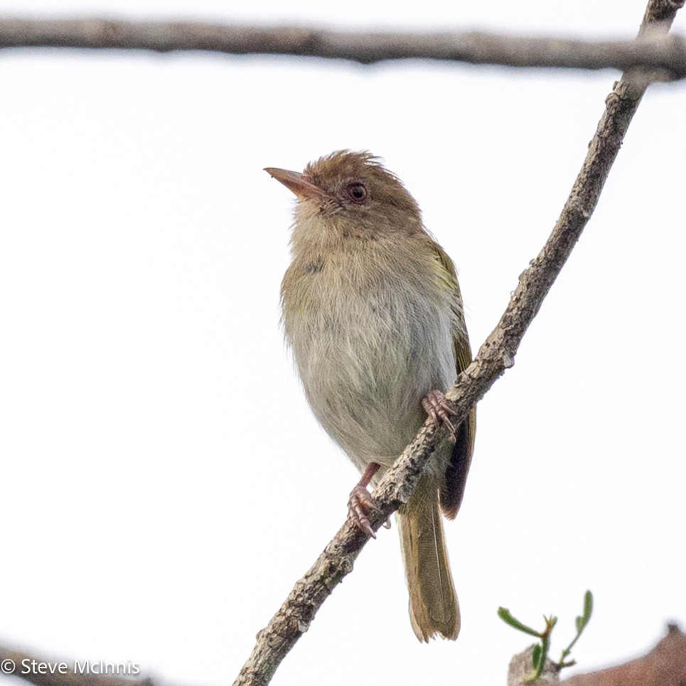 Brown-headed Greenlet - ML630492097
