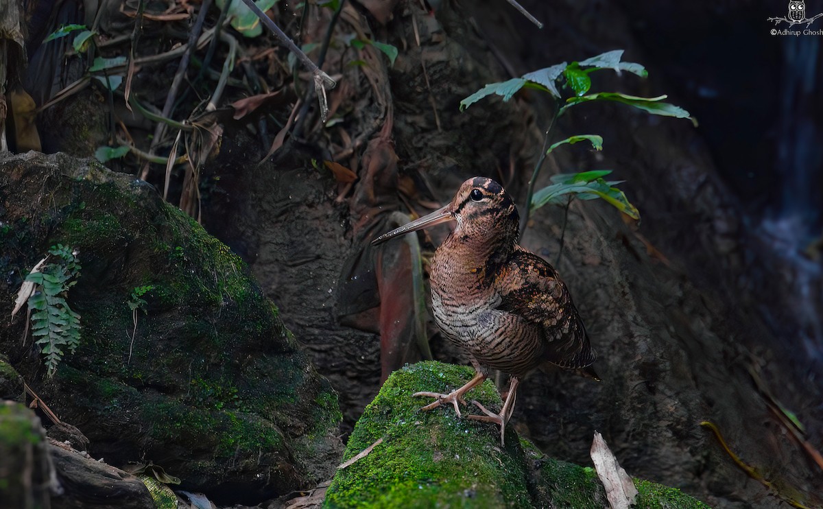 山鷸 - ML630492118