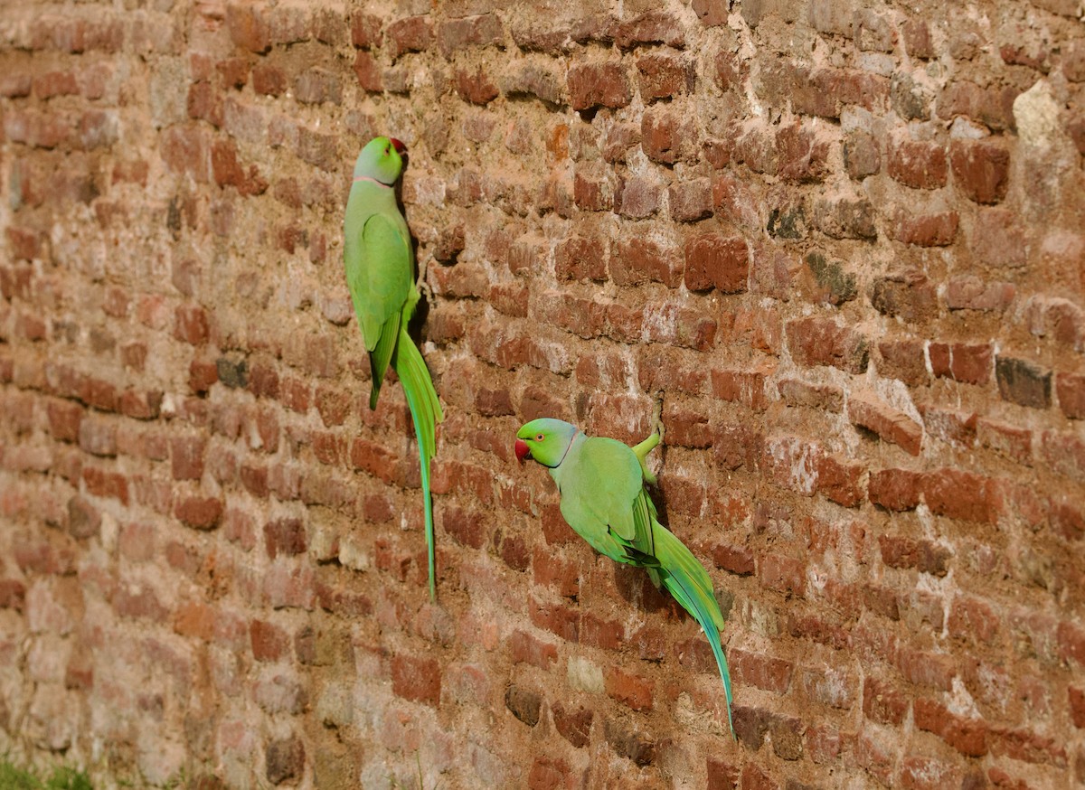 Rose-ringed Parakeet - ML630492144