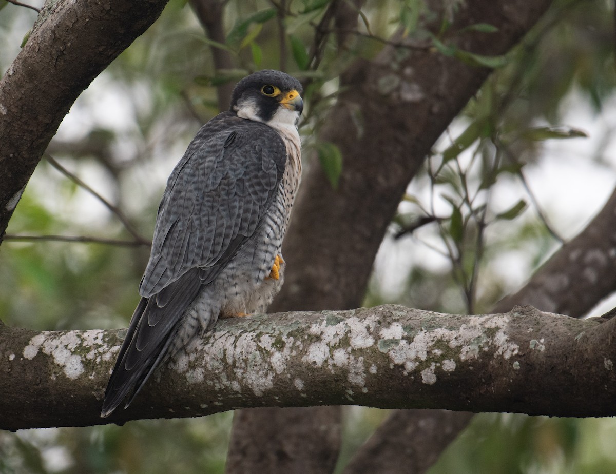 Peregrine Falcon - ML630492169