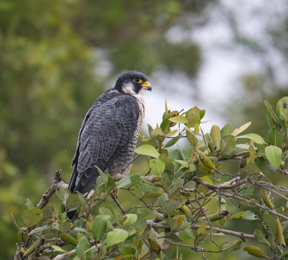 Peregrine Falcon - ML630492170