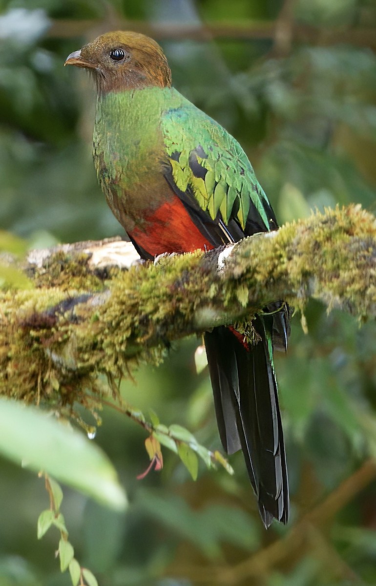 Golden-headed Quetzal - ML630492193