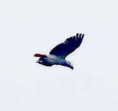Gray Parrot (Principe) - ML630492270
