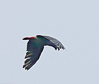 Gray Parrot (Principe) - ML630492271