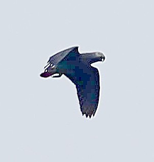 Gray Parrot (Principe) - ML630492272